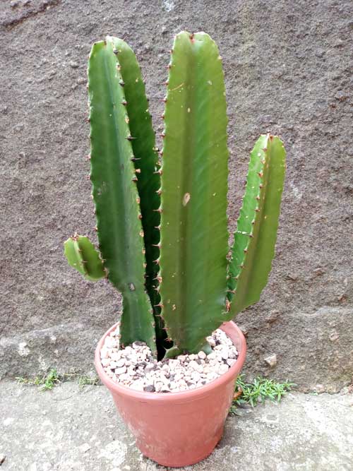 Euphorbia Ingens (Cacto Candelabro) - Suculentas Delicato