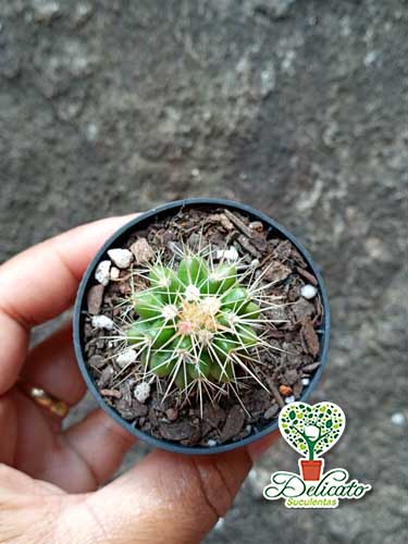 Cacto Poltrona de Sogra (Echinocactus Grusonii ) – Pote 6 - Suculentas  Delicato