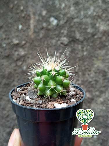 Cacto Poltrona de Sogra (Echinocactus Grusonii ) – Pote 6 - Suculentas  Delicato