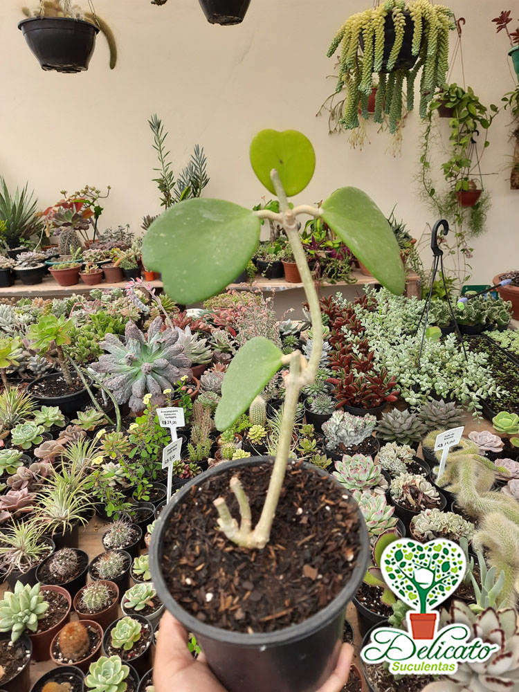 Conjunto de cactos com flor em forma de coração